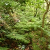 Plants: image 81 Of 94 Thumb